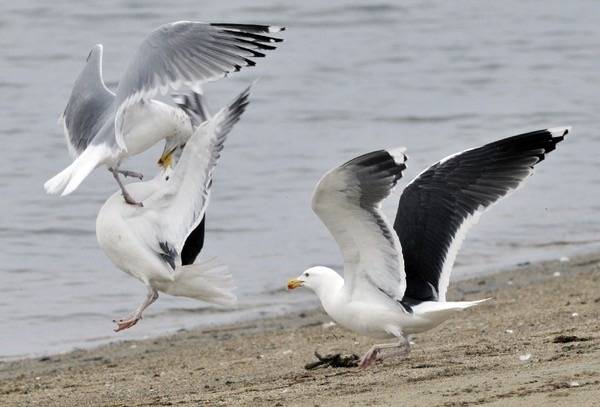Photo of the Week - Gulls fighting over crab (RI) by Bill Thompson/U. S. Fish and Wildlife Service - Northeast Region is marked with CC PDM 1.0